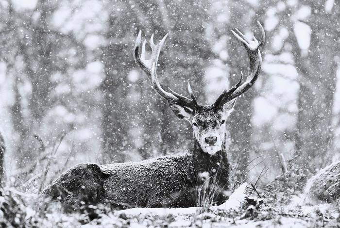 Antlers