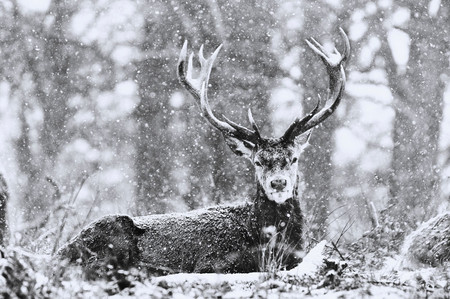Antlers