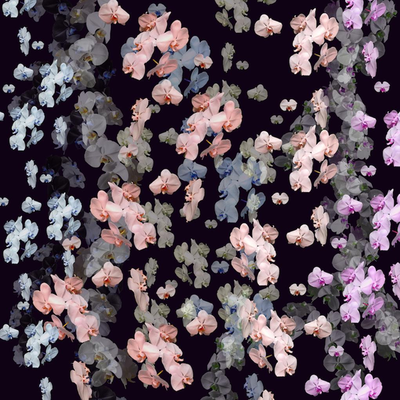 Orchids Falling