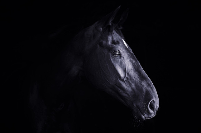 Dark Horse