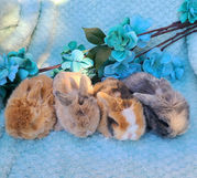 Holland lops for sale in Georgia, Holland lops, bunnies for sale in Georgia, rabbits for sale in Georgia, baby bunnies for sale in Georgia, baby rabbits for sale in Georgia, Holland lop bunnies, Holland lop rabbits, pet bunnies for sale in Georgia, Holland lops for sale in south Carolina, Holland lops for sale in Tennessee, Holland lops for sale in Alabama, Holland lops for sale in north Carolina, rabbits for sale in south Carolina, rabbits for sale in Tennessee, rabbits for sale in North Carolina, rabbits for sale in Florida, Holland lops for sale in Florida, Georgia Holland Lops, Georgia Holland Lops for sale, Holland Lops Georgia, Bunnies Georgia, Rabbits Georgia, Pet Bunny Georgia, Pet rabbit Georgia, Baby Bunny Georgia