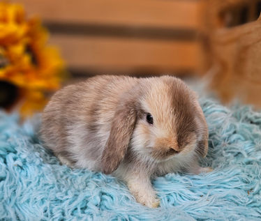 holland lops for sale in Georgia, Rabbits for sale in Georgia, Bunnies for sale in Georgia, baby bunnies for sale in Georgia, baby rabbits for sale Georgia, Holland Lops For Sale, Holland Lops Georgia, Holland Lops South Carolina, 