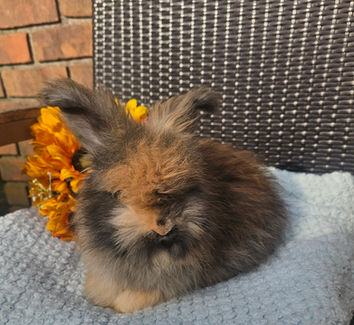 english angora bunny, english angora bunny for sale georgia, english angora bunny for adoption, english angora bunny georgia
