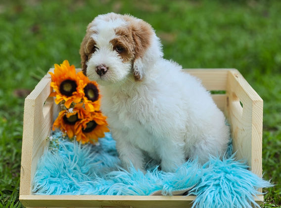 Bernedoodles in Georgia, Bernedoodles for sale in Georgia, Bernedoodle puppies for sale in Georgia, Bernedoodle dogs for sale, Bernedoodle Puppy, Georgia Bernedoodles, Bernedoodle Puppy Georgia, Bernedoodle Breeders Georgia, Doodles for sale in Georgia, Doodle Breeders Georgia, Bernedoodle Georgia, Georgia Bernedoodle Puppies, Bernedoodle Puppy Georgia
