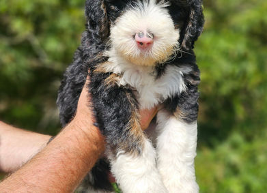 Bernedoodles Georgia, Bernedoodles for sale in Georgia, Bernedoodle puppies for sale Georgia, Bernedoodle dogs for sale, Bernedoodle Puppy, Georgia Bernedoodles, Bernedoodle Puppy Georgia, Bernedoodle Breeders Georgia, Doodles for sale Georgia, Doodle Breeders Georgia, Bernedoodle Georgia, Georgia Bernedoodle Puppies, Bernedoodle Puppy Georgia, Aussie Mountain Doodle, Aussie Mountain Doodle Puppy, Aussie Mountain Doodle Puppy Georgia 