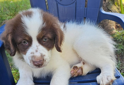 karakachans, livestock guardian dog, LGD, livestock dog, karakachans for sale, karakachan puppies for sale, livestock guardian dogs in georgia