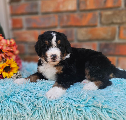 Bernedoodles Georgia, Bernedoodles for sale in Georgia, Bernedoodle puppies for sale Georgia, Bernedoodle dogs for sale, Bernedoodle Puppy, Georgia Bernedoodles, Bernedoodle Puppy Georgia, Bernedoodle Breeders Georgia, Doodles for sale Georgia, Doodle Breeders Georgia, Bernedoodle Georgia, Georgia Bernedoodle Puppies, Bernedoodle Puppy Georgia, Aussie Mountain Doodle, Aussie Mountain Doodle Puppy, Aussie Mountain Doodle Puppy Georgia