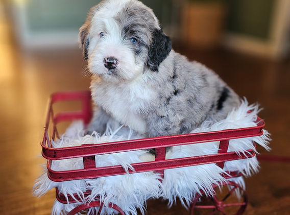 Bernedoodles Georgia, Bernedoodles for sale in Georgia, Bernedoodle puppies for sale Georgia, Bernedoodle dogs for sale, Bernedoodle Puppy, Georgia Bernedoodles, Bernedoodle Puppy Georgia, Bernedoodle Breeders Georgia, Doodles for sale Georgia, Doodle Breeders Georgia, Bernedoodle Georgia, Georgia Bernedoodle Puppies, Bernedoodle Puppy Georgia, Aussie Mountain Doodle, Aussie Mountain Doodle Puppy, Aussie Mountain Doodle Puppy Georgia