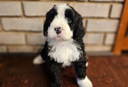 Bernedoodles Georgia, Bernedoodles for sale in Georgia, Bernedoodle puppies for sale Georgia, Bernedoodle dogs for sale, Bernedoodle Puppy, Georgia Bernedoodles, Bernedoodle Puppy Georgia, Bernedoodle Breeders Georgia, Doodles for sale Georgia, Doodle Breeders Georgia, Bernedoodle Georgia, Georgia Bernedoodle Puppies, Bernedoodle Puppy Georgia, Aussie Mountain Doodle, Aussie Mountain Doodle Puppy, Aussie Mountain Doodle Puppy Georgia 
