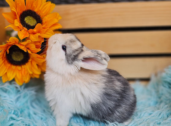 holland lops for sale in Georgia, Rabbits for sale in Georgia, Bunnies for sale in Georgia, baby bunnies for sale in Georgia
