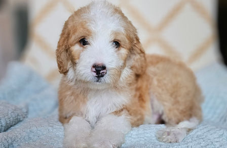 Bernedoodles Georgia, Bernedoodles for sale in Georgia, Bernedoodle puppies for sale Georgia, Bernedoodle dogs for sale, Bernedoodle Puppy, Georgia Bernedoodles, Bernedoodle Puppy Georgia, Bernedoodle Breeders Georgia, Doodles for sale Georgia, Doodle Breeders Georgia, Bernedoodle Georgia, Georgia Bernedoodle Puppies, Bernedoodle Puppy Georgia, Aussie Mountain Doodle, Aussie Mountain Doodle Puppy, Aussie Mountain Doodle Puppy Georgia