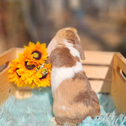 Holland lops for sale in Georgia, Holland lops, bunnies for sale in Georgia, rabbits for sale in Georgia, baby bunnies for sale in Georgia, baby rabbits for sale in Georgia, Holland lop bunnies, Holland lop rabbits, pet bunnies for sale in Georgia, Holland lops for sale in south Carolina, Holland lops for sale in Tennessee, Holland lops for sale in Alabama, Holland lops for sale in north Carolina, rabbits for sale in south Carolina, rabbits for sale in Tennessee, rabbits for sale in North Carolina, rabbits for sale in Florida, Holland lops for sale in Florida, Georgia Holland Lops, Georgia Holland Lops for sale, Holland Lops Georgia, Bunnies Georgia, Rabbits Georgia, Pet Bunny Georgia, Pet rabbit Georgia, Baby Bunny Georgia