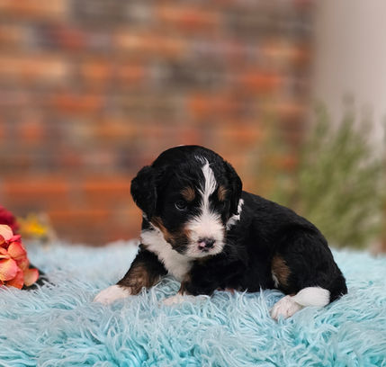 Bernedoodles Georgia, Bernedoodles for sale in Georgia, Bernedoodle puppies for sale Georgia, Bernedoodle dogs for sale, Bernedoodle Puppy, Georgia Bernedoodles, Bernedoodle Puppy Georgia, Bernedoodle Breeders Georgia, Doodles for sale Georgia, Doodle Breeders Georgia, Bernedoodle Georgia, Georgia Bernedoodle Puppies, Bernedoodle Puppy Georgia, Aussie Mountain Doodle, Aussie Mountain Doodle Puppy, Aussie Mountain Doodle Puppy Georgia