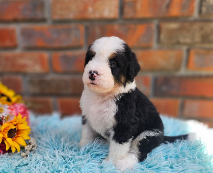 Bernedoodles Georgia, Bernedoodles for sale in Georgia, Bernedoodle puppies for sale Georgia, Bernedoodle dogs for sale, Bernedoodle Puppy, Georgia Bernedoodles, Bernedoodle Puppy Georgia, Bernedoodle Breeders Georgia, Doodles for sale Georgia, Doodle Breeders Georgia, Bernedoodle Georgia, Georgia Bernedoodle Puppies, Bernedoodle Puppy Georgia, Aussie Mountain Doodle, Aussie Mountain Doodle Puppy, Aussie Mountain Doodle Puppy Georgia