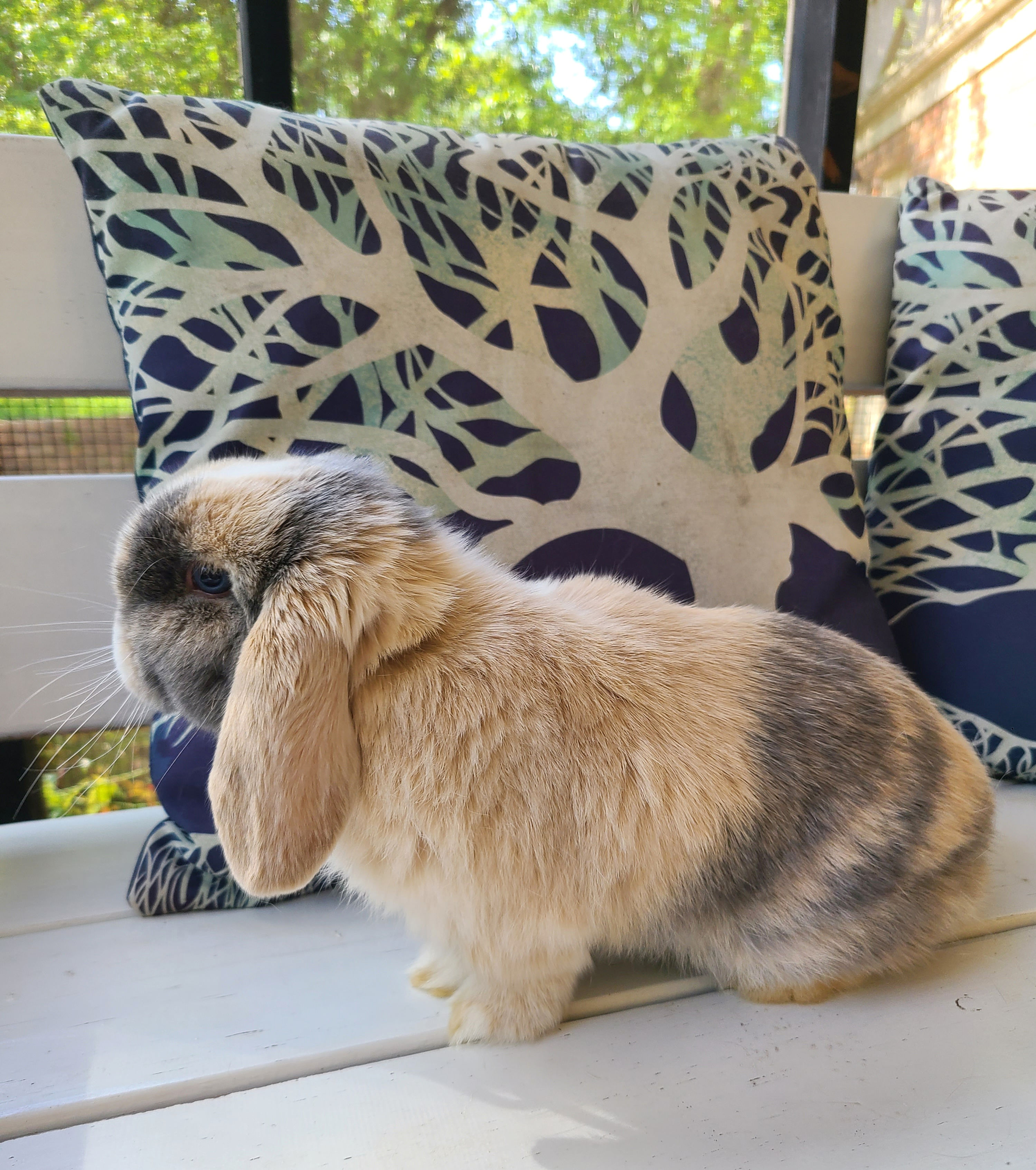 Holland Lop Bunnies