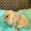 Thumbnail: Holland Lop Bunnies