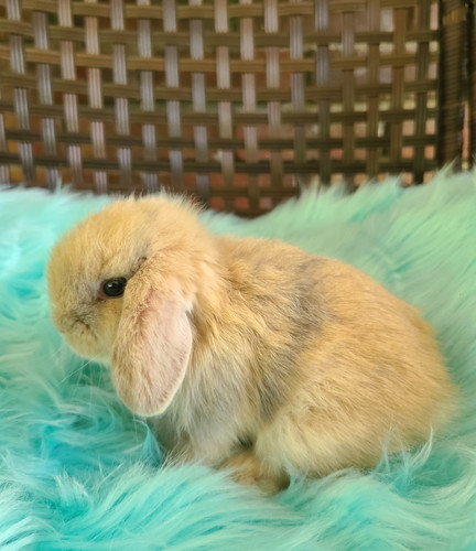 【TLLDAWN】HOPE BUNNY BABY TOP light yellow Baby Yellow Holland Lop Baby Holland Lop Stock Photo