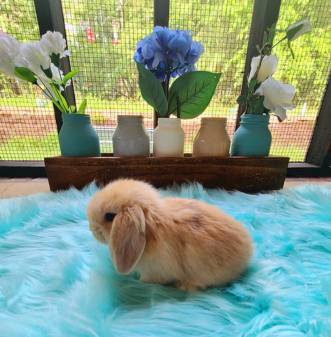 coco.jpg