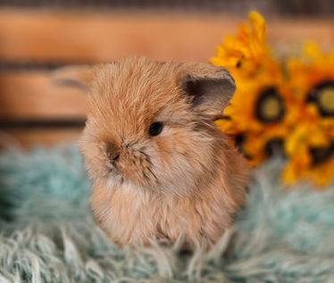 holland lops for sale in Georgia, Rabbits for sale in Georgia, Bunnies for sale in Georgia, baby bunnies for sale in Georgia, baby rabbits for sale Georgia, Holland Lops For Sale