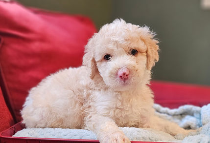 Bernedoodles Georgia, Bernedoodles for sale in Georgia, Bernedoodle puppies for sale Georgia, Bernedoodle dogs for sale, Bernedoodle Puppy, Georgia Bernedoodles, Bernedoodle Puppy Georgia, Bernedoodle Breeders Georgia, Doodles for sale Georgia, Doodle Breeders Georgia, Bernedoodle Georgia, Georgia Bernedoodle Puppies, Bernedoodle Puppy Georgia, Aussie Mountain Doodle, Aussie Mountain Doodle Puppy, Aussie Mountain Doodle Puppy Georgia