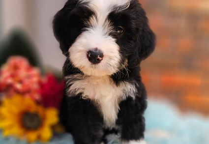 Bernedoodles Georgia, Bernedoodles for sale in Georgia, Bernedoodle puppies for sale Georgia, Bernedoodle dogs for sale, Bernedoodle Puppy, Georgia Bernedoodles, Bernedoodle Puppy Georgia, Bernedoodle Breeders Georgia, Doodles for sale Georgia, Doodle Breeders Georgia, Bernedoodle Georgia, Georgia Bernedoodle Puppies, Bernedoodle Puppy Georgia, Aussie Mountain Doodle, Aussie Mountain Doodle Puppy, Aussie Mountain Doodle Puppy Georgia