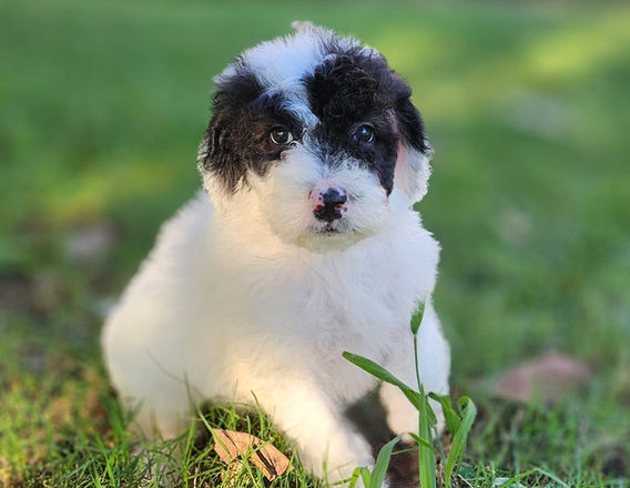 Bernedoodles Georgia, Bernedoodles for sale in Georgia, Bernedoodle puppies for sale Georgia, Bernedoodle dogs for sale, Bernedoodle Puppy, Georgia Bernedoodles, Bernedoodle Puppy Georgia, Bernedoodle Breeders Georgia, Doodles for sale Georgia, Doodle Breeders Georgia, Bernedoodle Georgia, Georgia Bernedoodle Puppies, Bernedoodle Puppy Georgia, Aussie Mountain Doodle, Aussie Mountain Doodle Puppy, Aussie Mountain Doodle Puppy Georgia