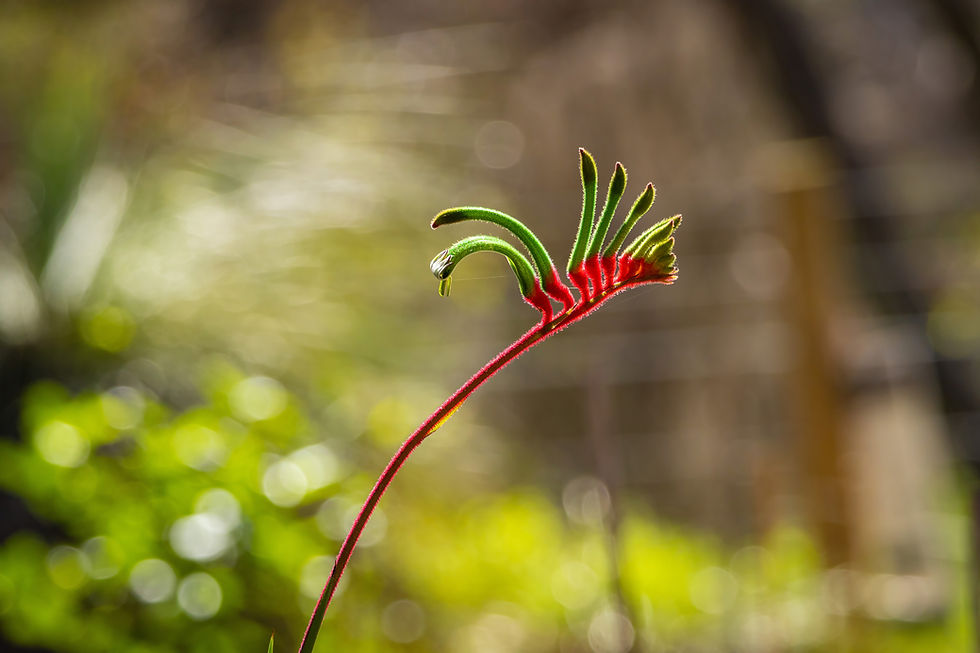 Kangaroo Paw