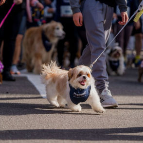 Grand Plaza abre inscrições para Cãominhada com atividades para pets e tutores