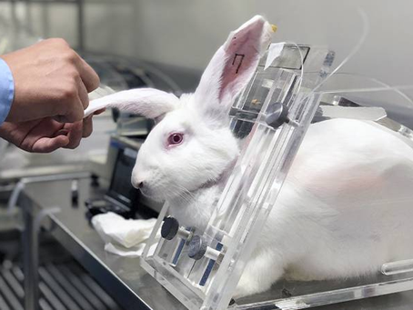 Proibido no Brasil: Testes em Animais para Cosméticos Agora São Lei