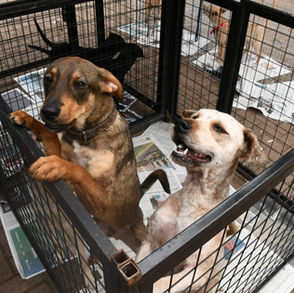 Santo André terá duas feiras de adoção de cães e gatos neste domingo