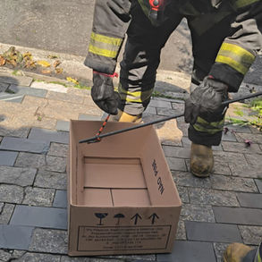 Cobra Falsa coral é resgatada no Jardim Bela Vista em Santo André