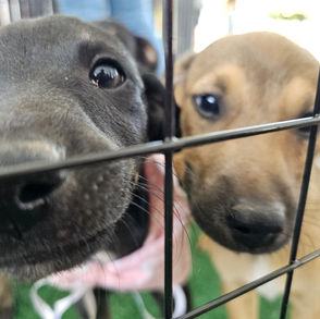 "Tigela Cheia” mobiliza moradores, arrecada 200 kg de recicláveis e garante novos lares para 9 pets em Ribeirão Pires