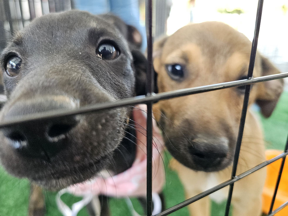 "Tigela Cheia” mobiliza moradores, arrecada 200 kg de recicláveis e garante novos lares para 9 pets em Ribeirão Pires