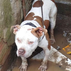 AME Animal resgata pitbull preso em casa abandonada
no Jardim Zaíra 4