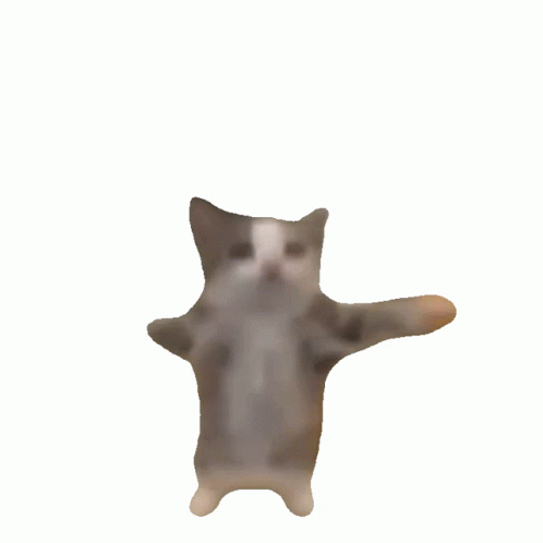 catjumpinggif.gif