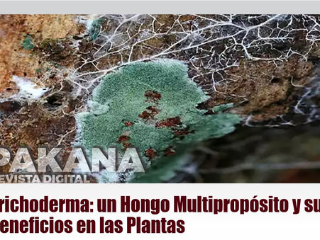 Trichoderma: UN HONGO MULTIPROPÓSITO Y SUS BENEFICIOS EN LAS PLANTAS