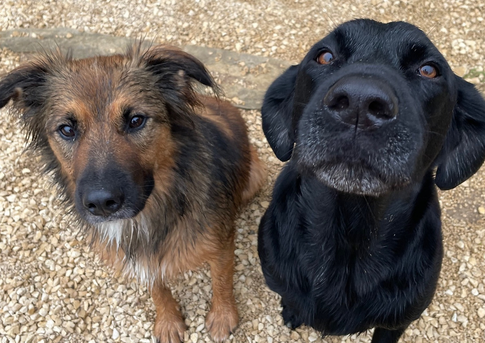 My Xmas card (3).png