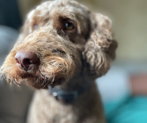 From sceptic to super fan: How Ralphie the cockapoo won me over