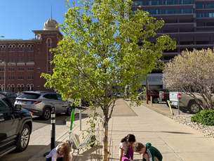 The Sidewalk Classroom: Teaching Urban Forestry to Denver's First Graders
