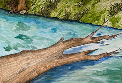 watercolor