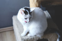 White Cat