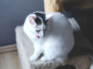 Mèo nhà bạn có thường xuyên làm động tác "mát-xa, nhào bột" hay không?