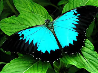 The wonderful world of butterflies