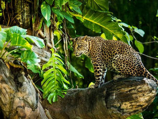 Nature is not a threat