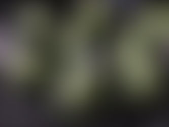 HALLOWEEN – Halloween eyes