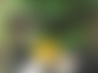 Bring nature into your world every day