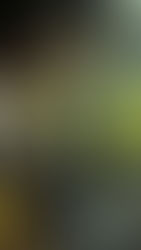 5/31 シロイカ