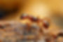 FOURMIS.jpg