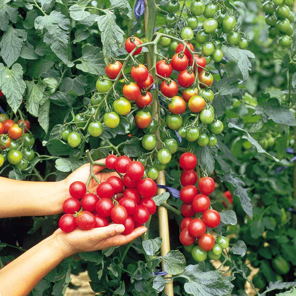 Tomato, Sweet Million in 3.5” pot