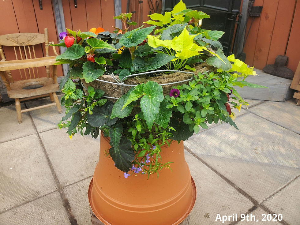 Thumbnail: Red and Yellow 16" Shade Wire Hanging Basket